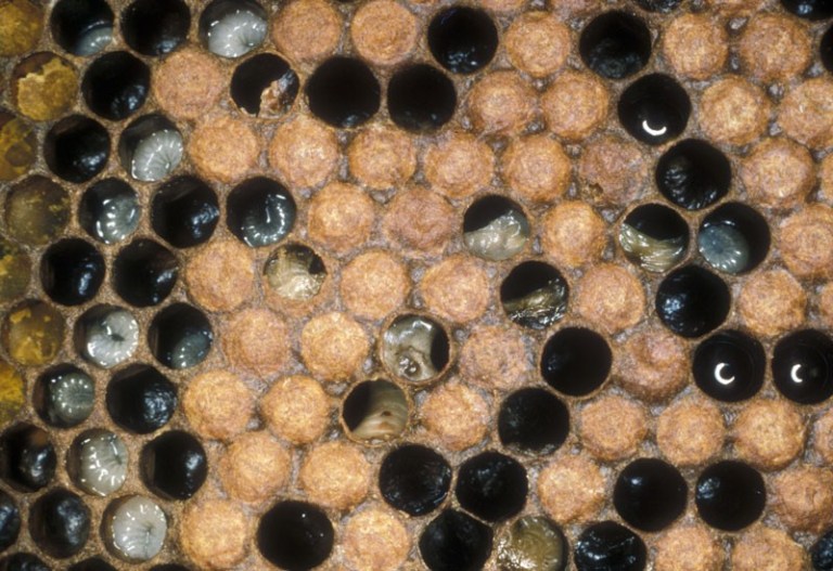 The case of foul brood and the diabolical baby | Mrs Apis Mellifera