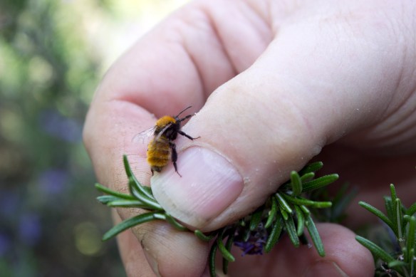 A little bumble bee John found in the morning that hitched a ride.