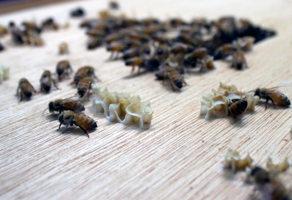 Bees on the crownboard