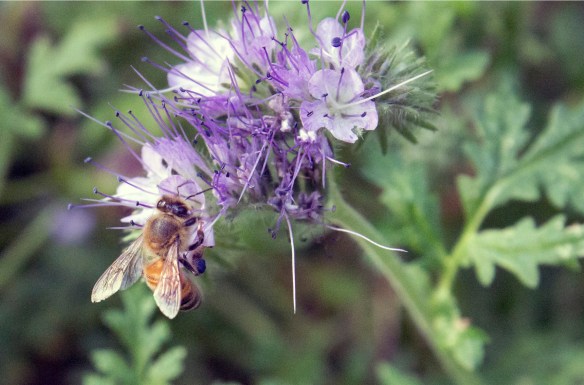 A honeybee easily wins the Bee Games for flowers visited per foraging flight.