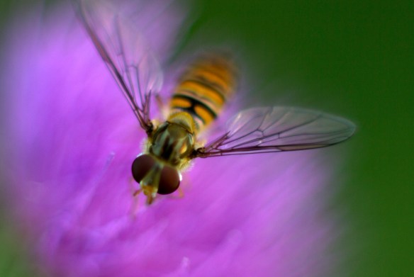 hoverfly 2