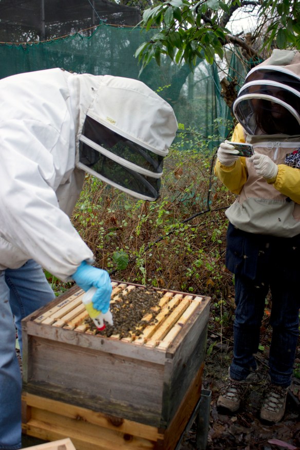 Pat giving his bees oxalic acid