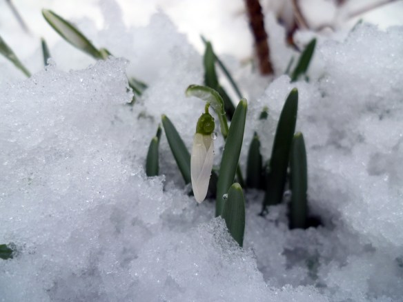 snowdrops