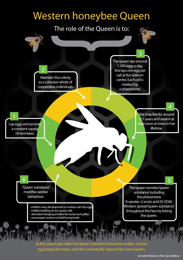 Mod 6.5 infographic queen