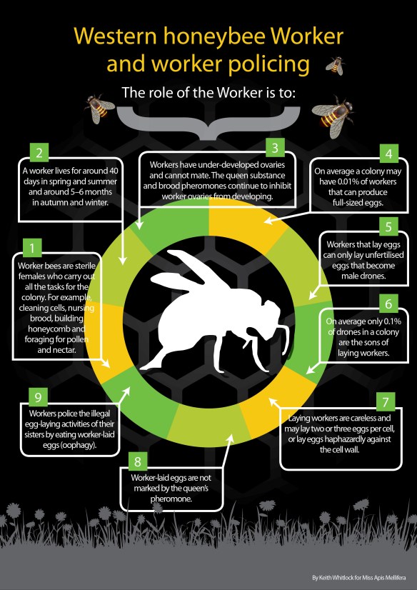 Mod 6.5 infographic worker police