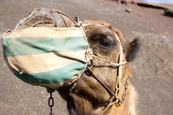 03_Lanzarote_Apr2013