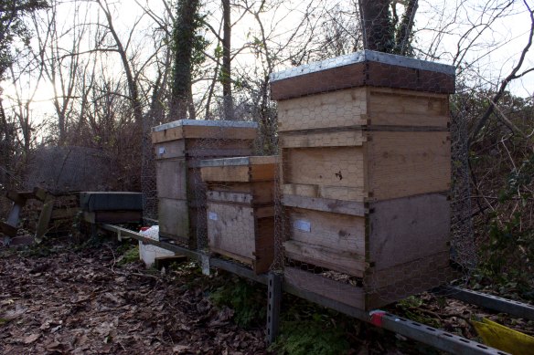 our hives
