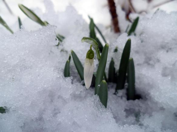 snowdrop 2