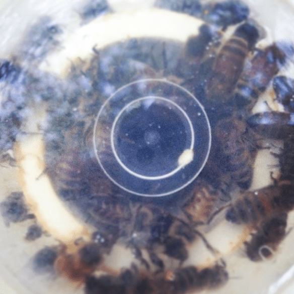 04 Ambrosia bees close up