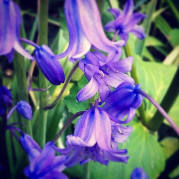 06 Bluebells