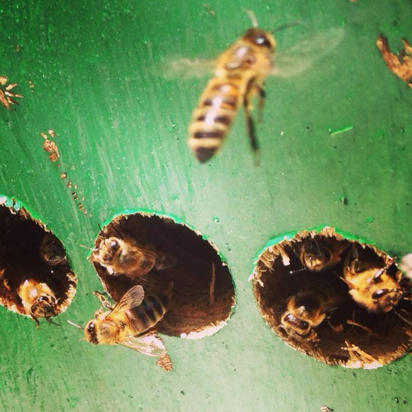 Bees flying in and out of an African-style top bar hive.