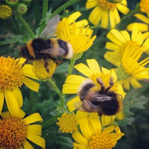 bumblebees