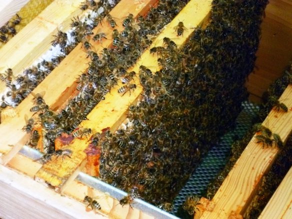 242905_10150261343648383_1399111_o