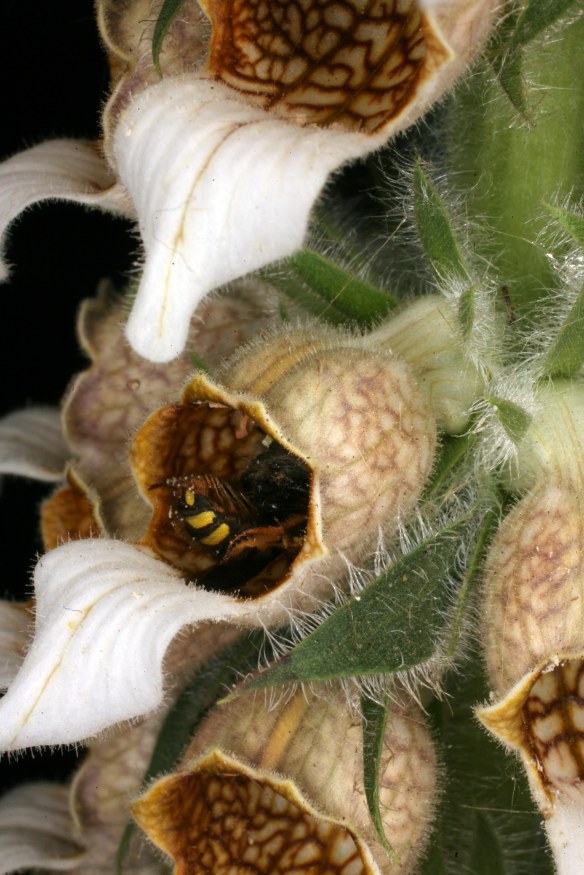 Bee Anthophora RCP06-07 085