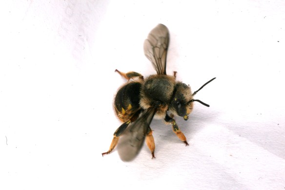Bee Anthophora RCP06-07 089