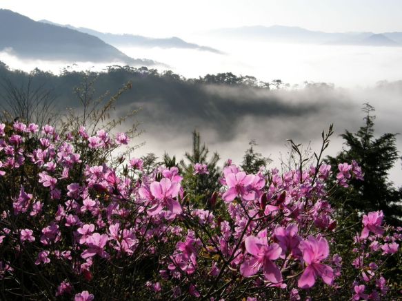Rhododendron and clouds in Japan