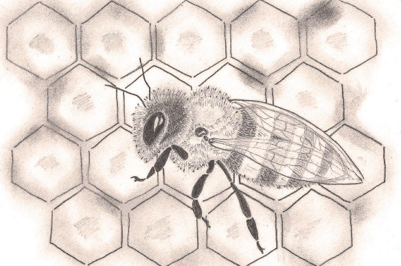 honeybeeinpencil1.1.15est crop