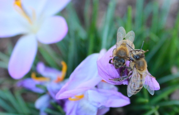 bees play crocus