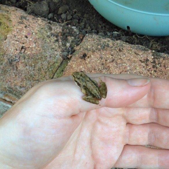 froglet on thumb