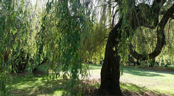 47572496_10156936016708383_8820416646070927360_n